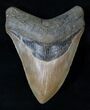 Nice Megalodon Tooth - North Carolina #16317-1